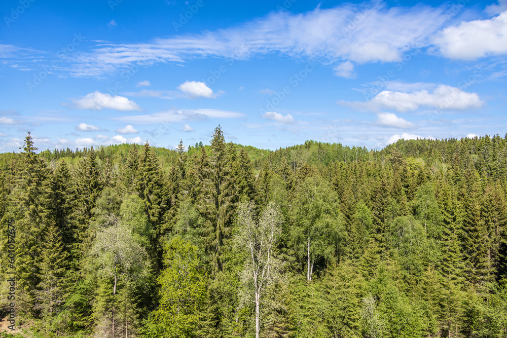 View of a coniferous forest on a sunny summer day