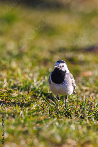 White wagtail standing on the grass