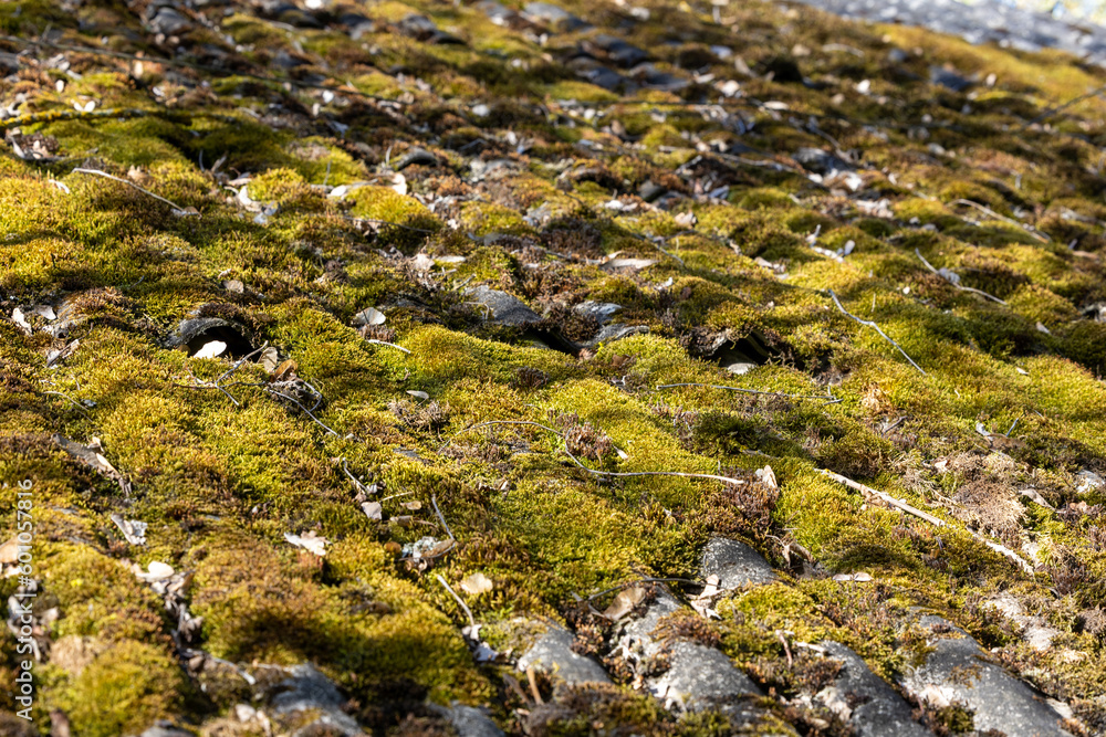 The mossy roof of an abandoned house