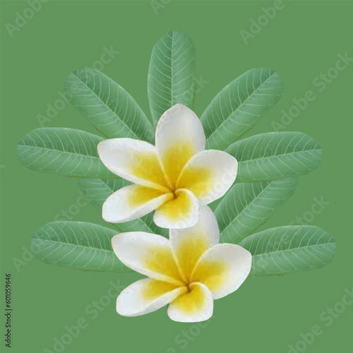 Illustration of frangipani flowers and leaves as a background