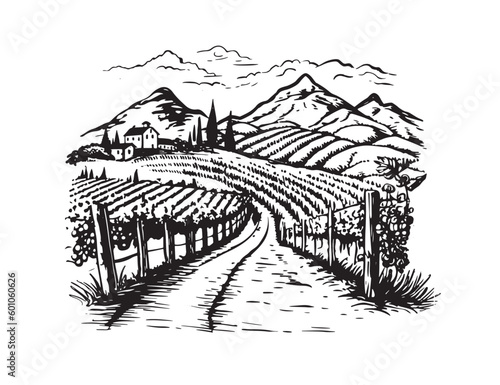 Wine plantations hand drawn, vector.