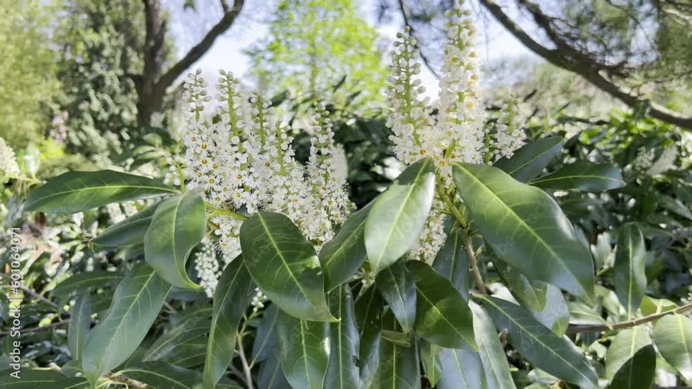 Blooming bush with white flowers in the park