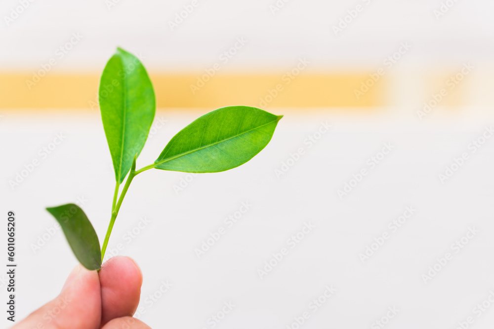 Close up hand hold green leaf on white background using as fresh ecology wallpaper concept Close up hand hold green leaf on white background using as fresh ecology wallpaper concept
