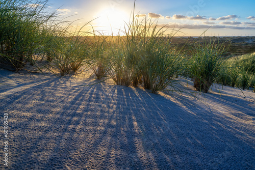 Auf einer Düne in Dänemark mit der morgendlichen Sonne am Himmel und Dünengras im Vordergrund
