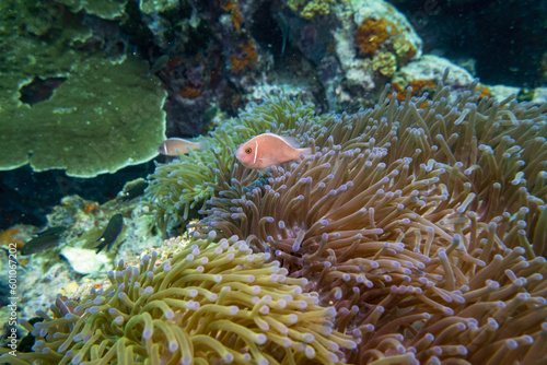 Pink Anemone Fish swim and stay at coral and sea anemone in deep blue sea underwater and colurful coral landscape with reef and blue water background