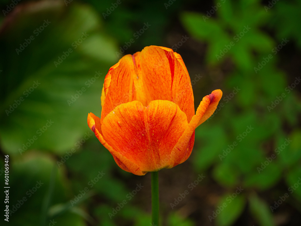 orange tulip flower