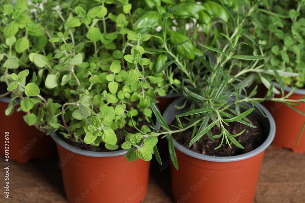 Different aromatic potted herbs on wooden table, closeup Different aromatic potted herbs on wooden table, closeup