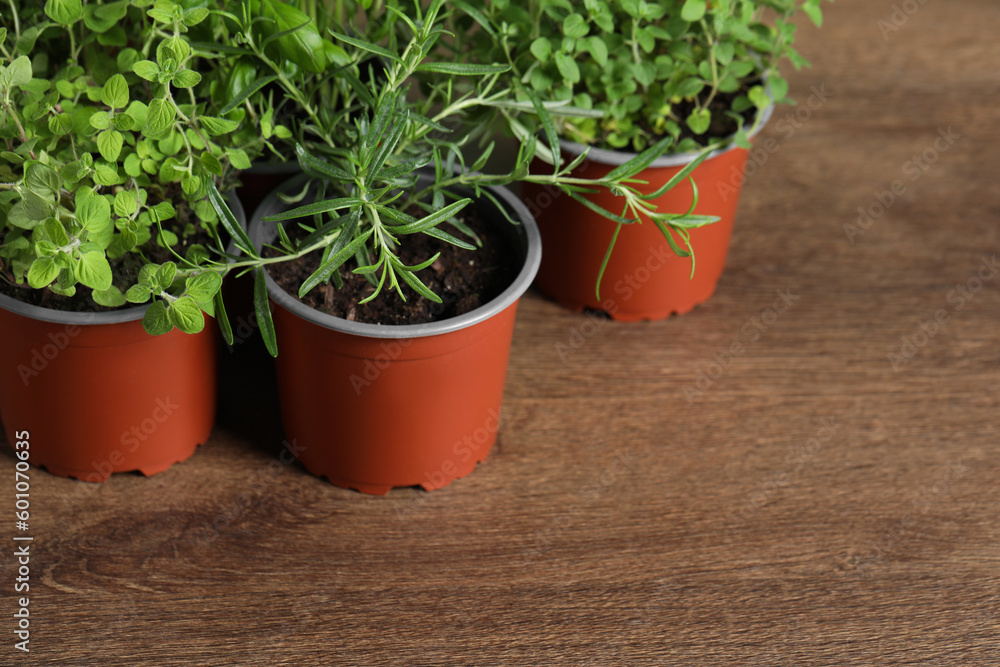 Different aromatic potted herbs on wooden table, closeup. Space for text