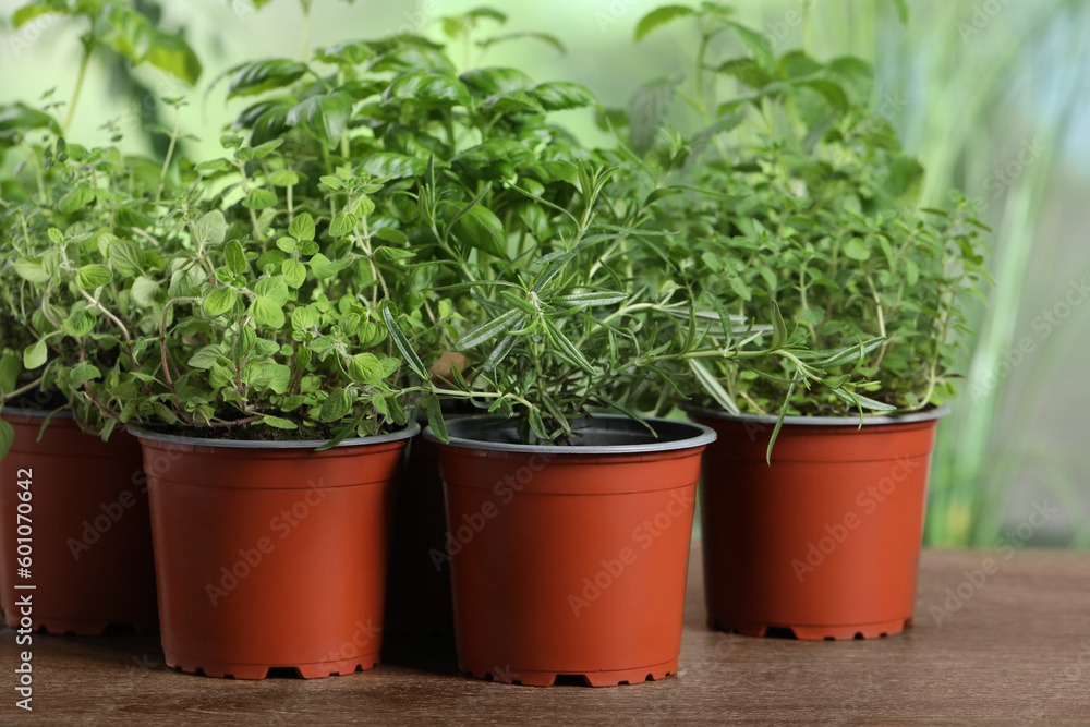 Different aromatic potted herbs on wooden table, closeup Different aromatic potted herbs on wooden table, closeup