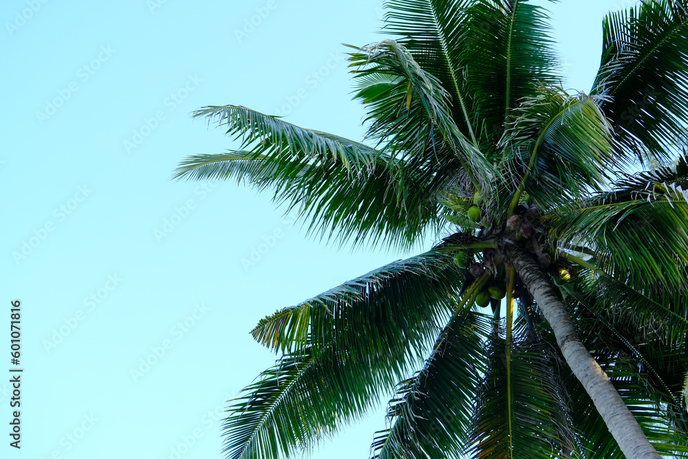 Skyward View: Palm Tree With Green Coconuts Skyward View: Palm Tree With Green Coconuts