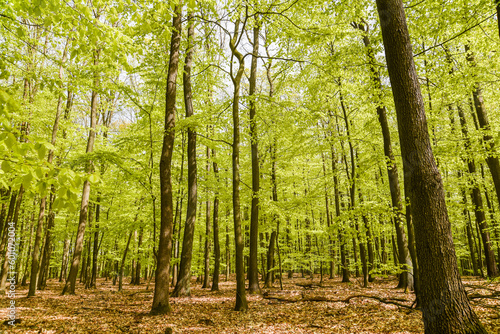 Beautiful spring deciduous forest  deciduous forest texture.