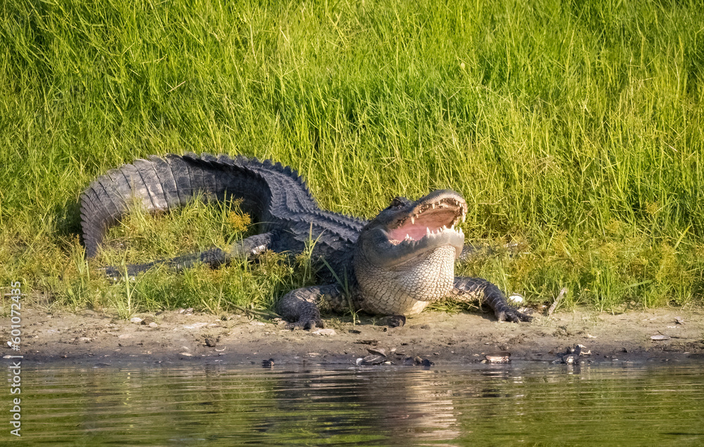 Obraz premium American Alligator with his mouth open on the riverbank in Myakka River State Park in Sarasota Floirida USA