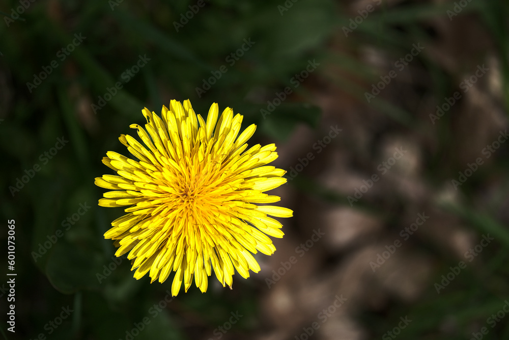 Closeup top down view of a dandelion flower among dark grass in a rural spring field Closeup top down view of a dandelion flower among dark grass in a rural spring field