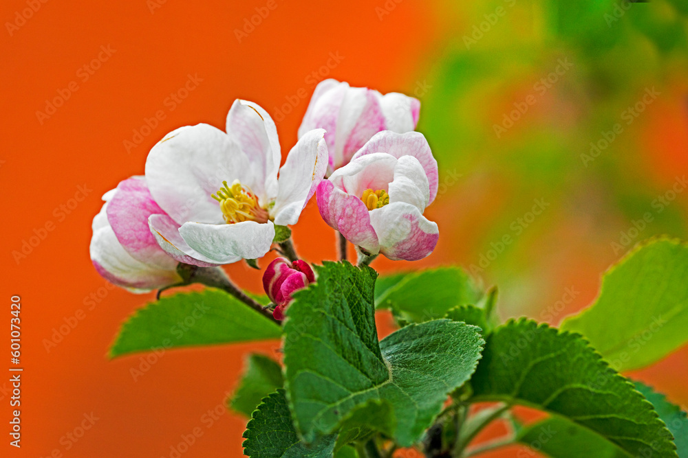 blooming gently pink flowers of a young apple tree against the backdrop of the house. farm agriculture blooming gently pink flowers of a young apple tree against the backdrop of the house. farm agriculture