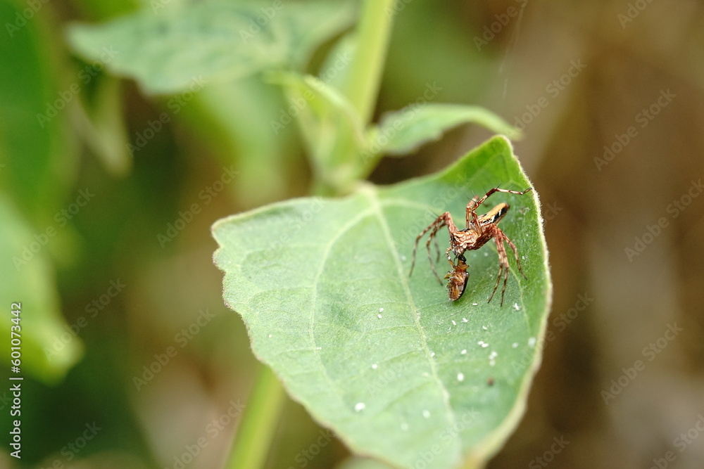 Striped lynx spider in the vegetable garden. Striped lynx spider in the vegetable garden.