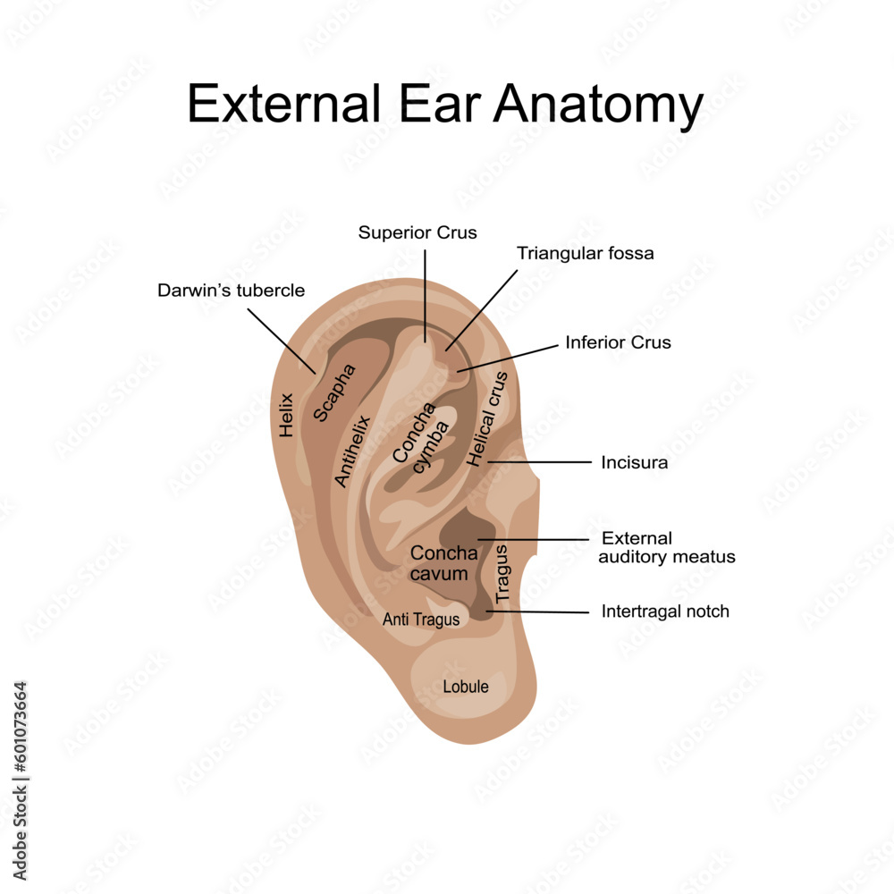 External Ear Anatomy Vector Isolate Flat Design Outer Ear Anatomical External Ear Anatomy Vector Isolate Flat Design Outer Ear Anatomical
