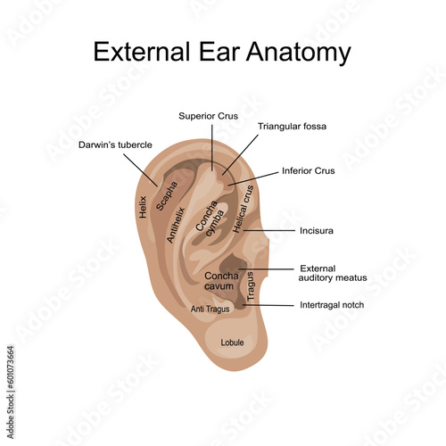External Ear Anatomy vector isolate flat design.Outer ear anatomical organ structure educational scheme Vector illustration.Labeled diagram with Helix, triangular fossa, Lobule,Antiragus,concha cava.