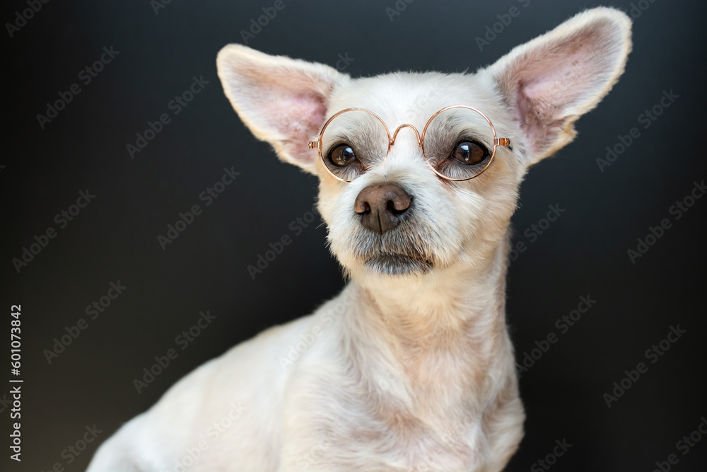 Süßer kleiner Hund mit Brille