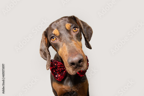 Portrait vizsla puppy dog celebrating christmas, birthday or valentine's day tilting head side. Isolated on white grey backgorund © Sandra
