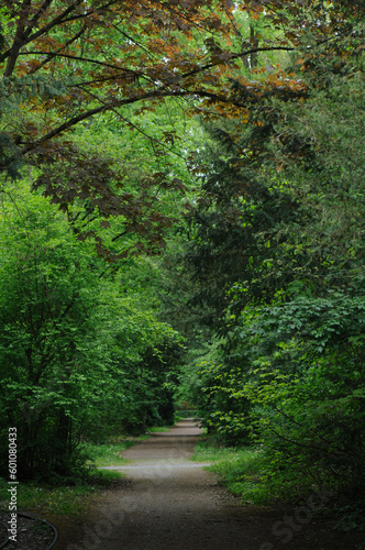 footpath in the forest