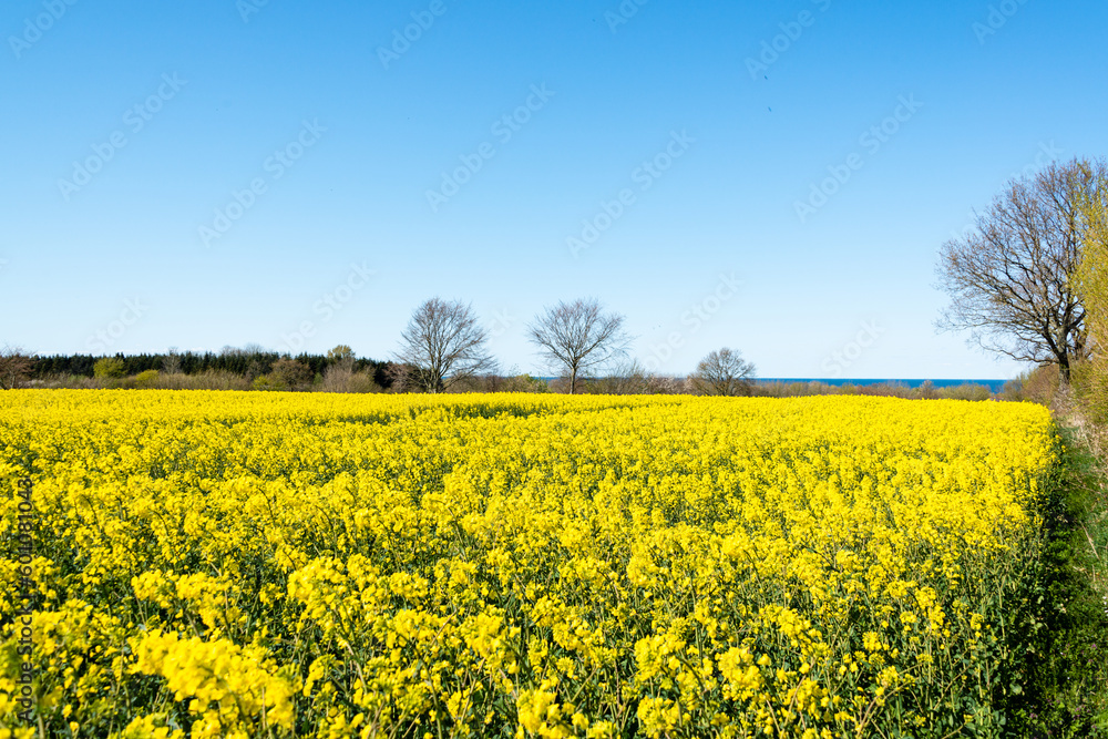 Landschaft Gelb blühendes Rapsfeld mit Bäumen an der Ostseeküste