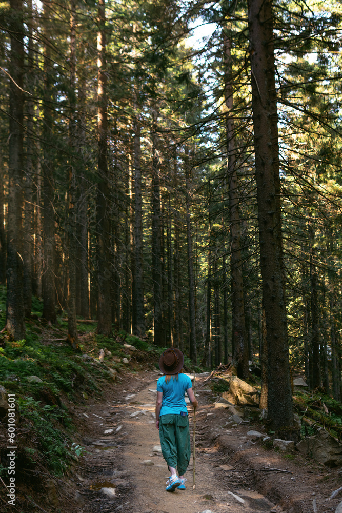 A woman in a hat with a stick, a path among tall spruces to Shpytsi mountain, Ukrainian Carpathians. Coniferous forest, a walk on a summer day. Vertical photo. Back view.