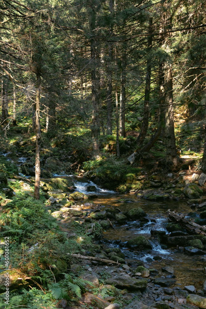 Magical, and fantastic places around the world, surrounded by nature. the rocks river with boulders. Coniferous forest, tall Carpathian spruces. Ukraine nature landscape Magical, and fantastic places around the world, surrounded by nature. the rocks river with boulders. Coniferous forest, tall Carpathian spruces. Ukraine nature landscape