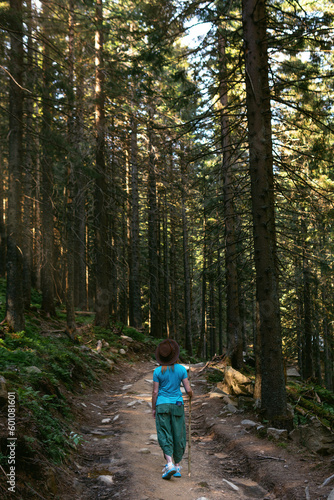 A woman in a hat with a stick, a path among tall spruces to Shpytsi mountain, Ukrainian Carpathians. Coniferous forest, a walk on a summer day. Vertical photo. Back view. © Sergey