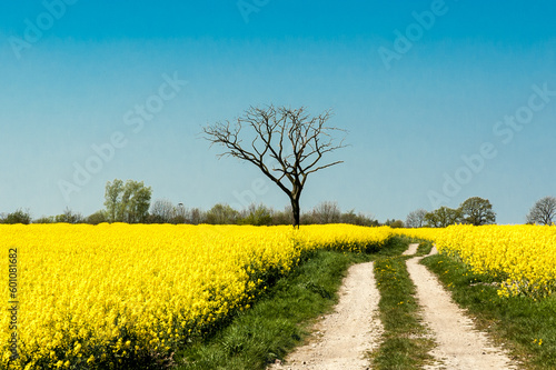 Fototapeta Naklejka Na Ścianę i Meble -  Frühjahrslandschaft ein Feldweg durch ein gelbes Rapsfeld vor blauem Himmel ein angestorbenar Baum in der Mitte
