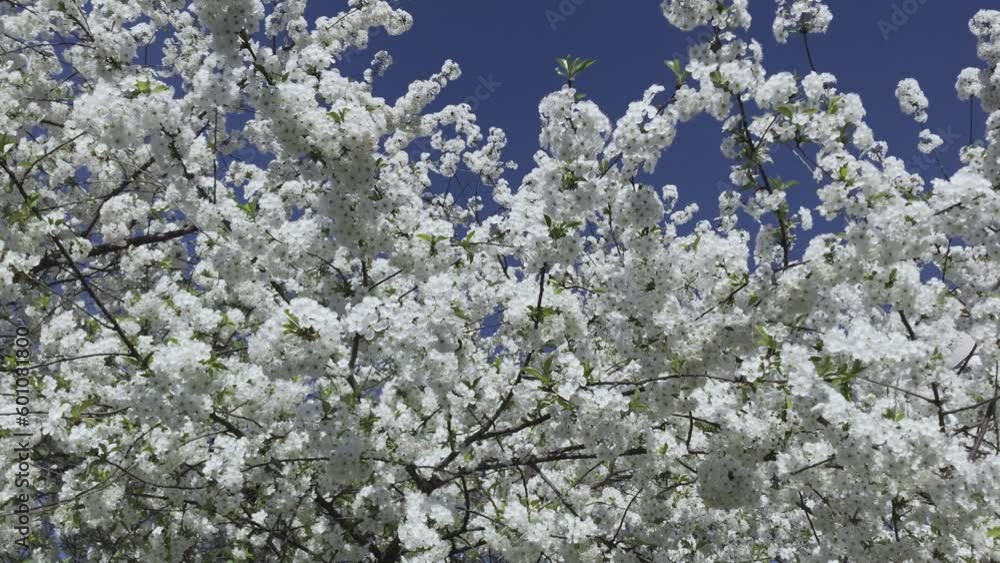 Tree branches covered with beautiful spring white flowers. Spring time blossoming.