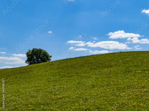 Wallpaper Mural Beautiful idyllic summer landscape of Poland - green meadow full of dandelions, blue sky, green trees Torontodigital.ca