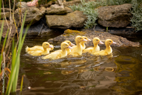 Ducklings swim in a little pond with plants and flowers in backyard