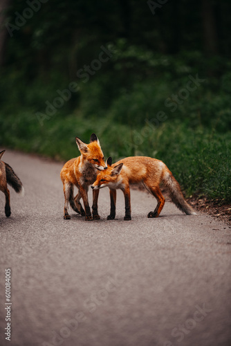 Young foxes playing outside of the forest near the road