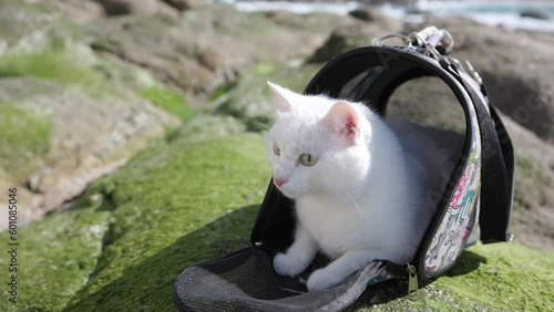 A close-up of a white domestic cat on the street enjoying the sun on a stone.