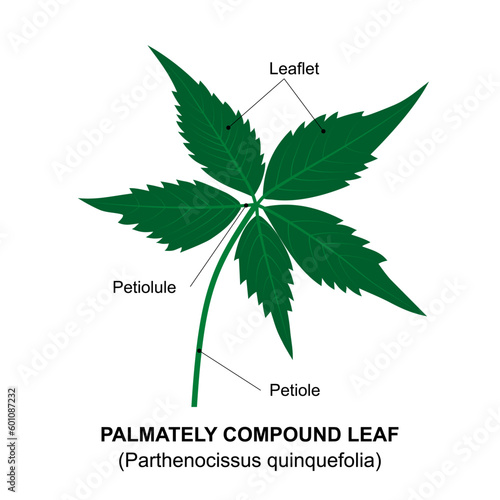 Palmately compound leaf, an example of a compound leaf. Diagram of a compound leaf. Parthenocissus quinquefolia.