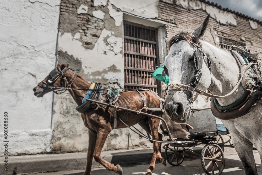 Carro de caballos usado en Cuba para transportar a la población en pleno siglo XXI.  - obrazy, fototapety, plakaty 