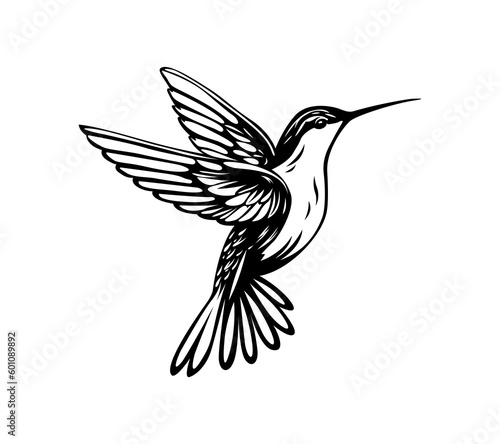 Hummingbird bird on white background.Elements for design.