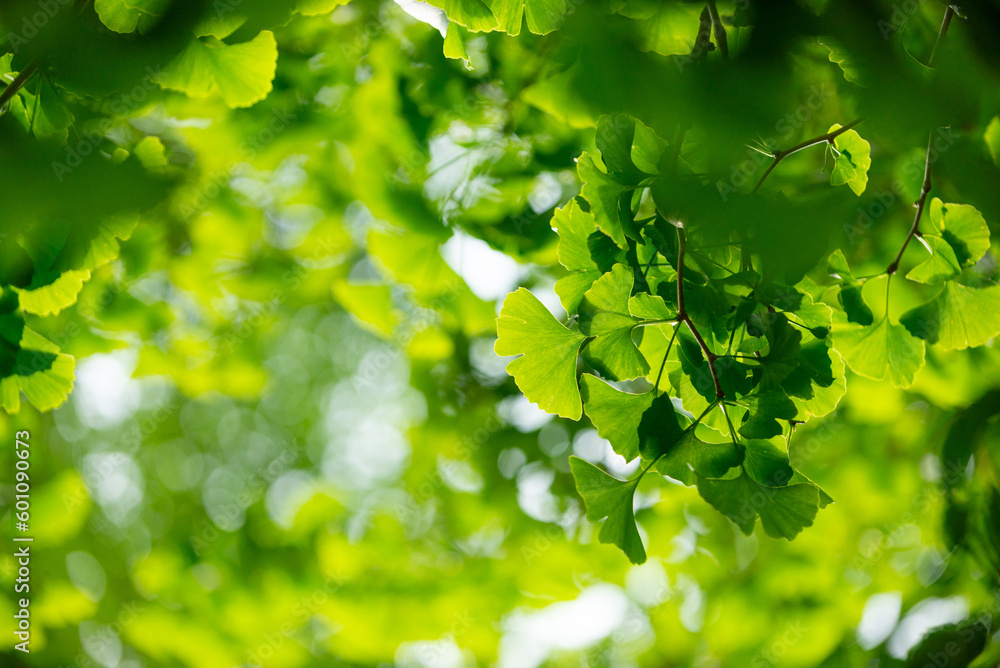 Obraz premium イチョウの若葉