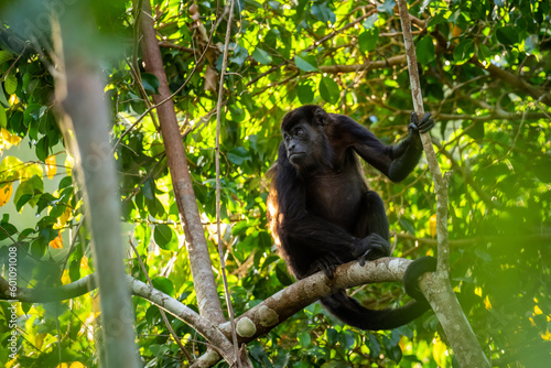 Photography Mantled Howler Monkey - Alouatta palliata, beautiful noisy primate from Latin America forests and woodlands, Gamboa, Panama