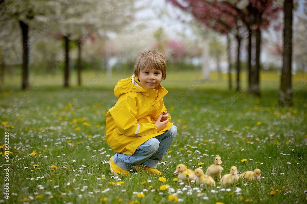 Beautiful preschool boy, playing with little ducks in the park Beautiful preschool boy, playing with little ducks in the park