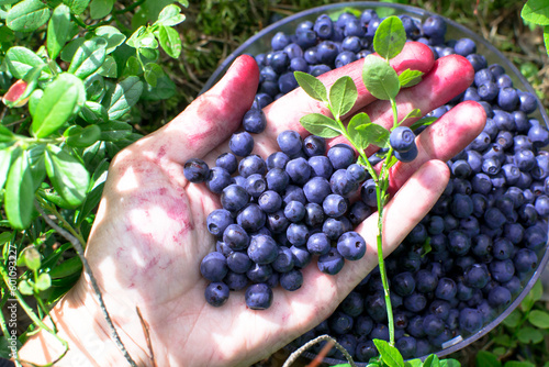 picking wild berries, picking blueberries, a handful of berries, blueberries in the forest, sweet berries, a bucket of blueberries, a lot of berries, forest gifts, summer harvest, useful vitamin fruit