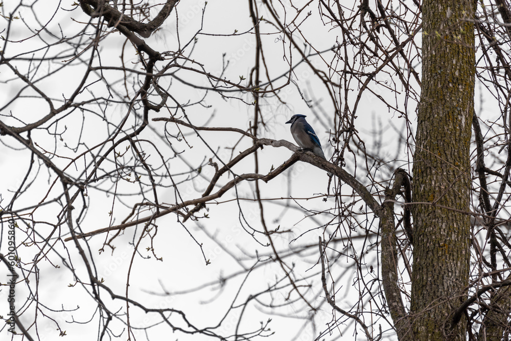 A Blue Jay Perched In A Tree In Spring A Blue Jay Perched In A Tree In Spring