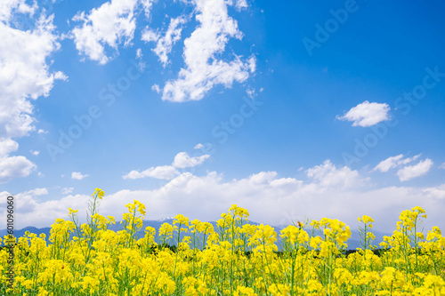菜の花畑と青空