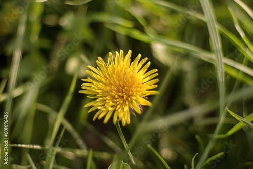 Blooming yellow dandelion flower Taraxacum officinale in meadow at springtime. 