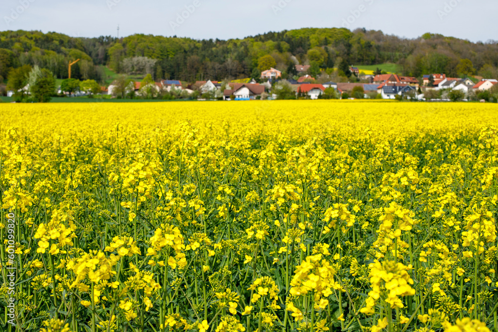 Springtime in Europe: A Blooming Rapeseed Field and a Quaint Village