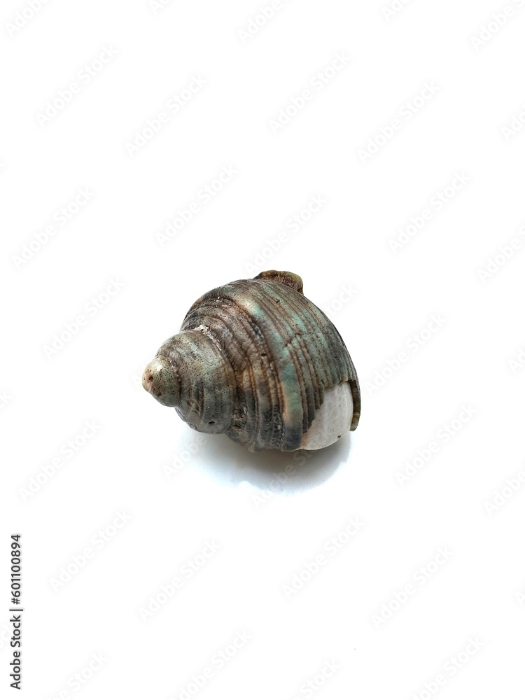 Sea conch sea shell isolated on white background. Clipping Path Sea conch sea shell isolated on white background. Clipping Path