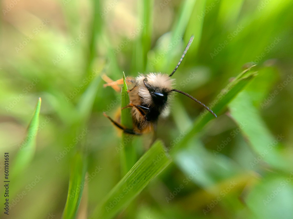 Abeille accrochée au brin d'herbe Abeille accrochée au brin d'herbe