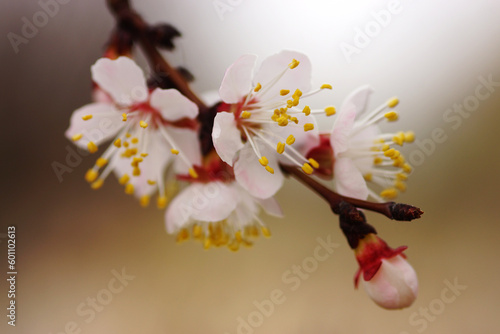 The blooming apricot branch close-up on a brown background