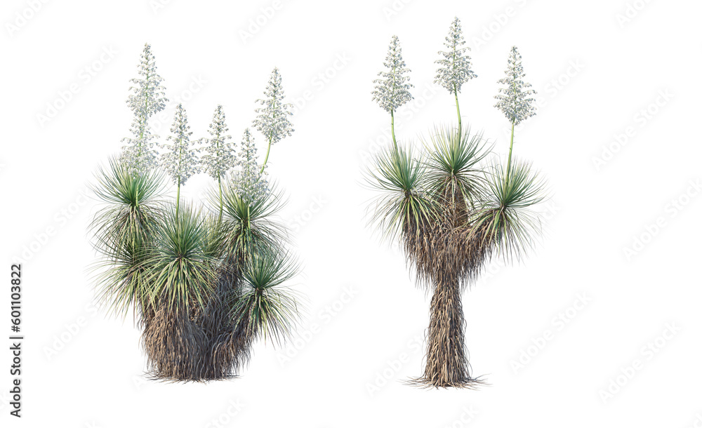 Many kinds of cacti on transparent background Many kinds of cacti on transparent background