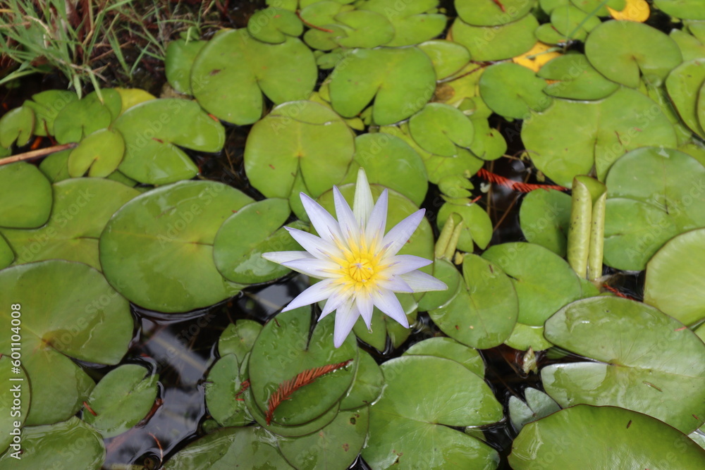 Single flowering water lily in a pond Single flowering water lily in a pond